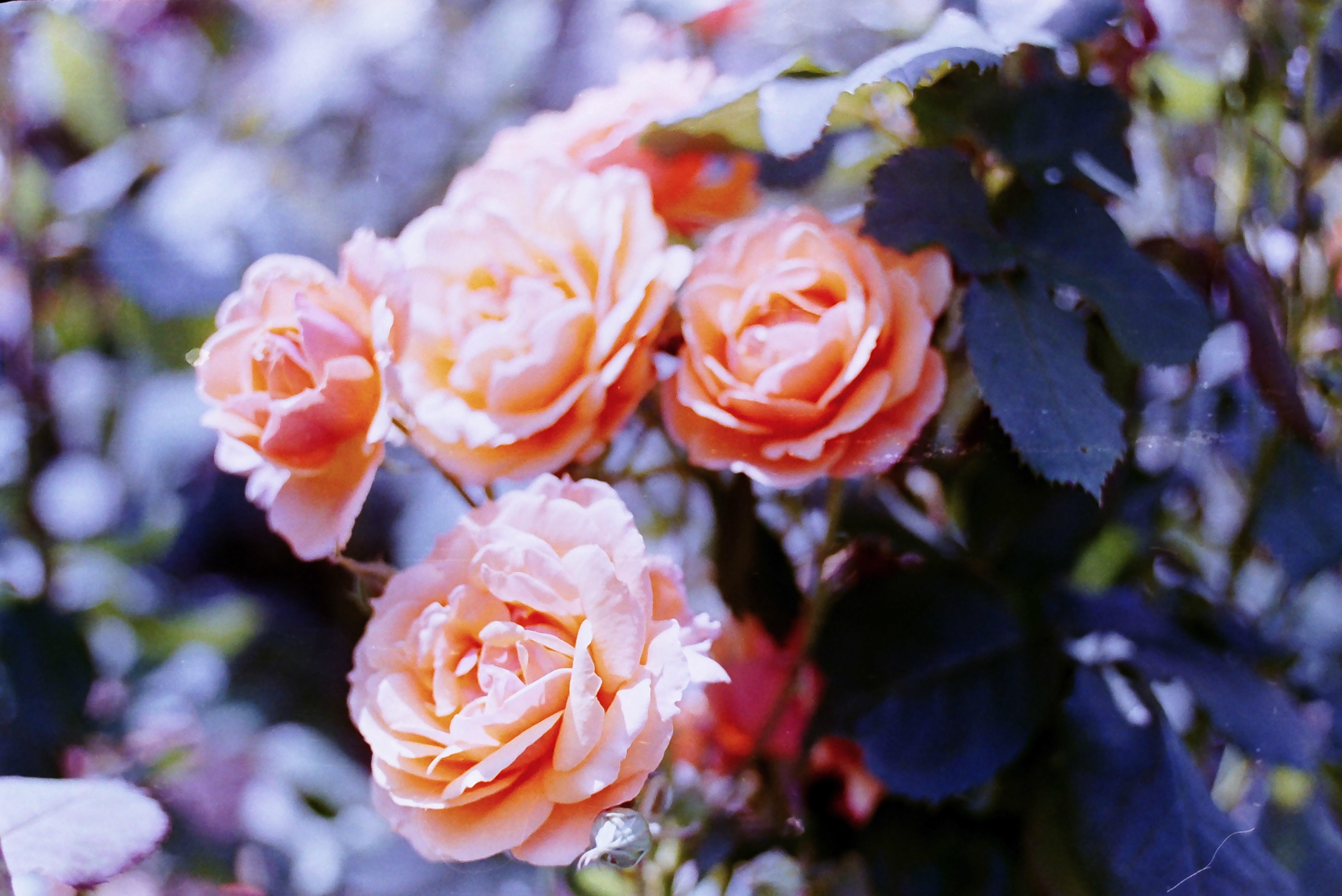 Additional image for FILM PHOTOGRAPHY